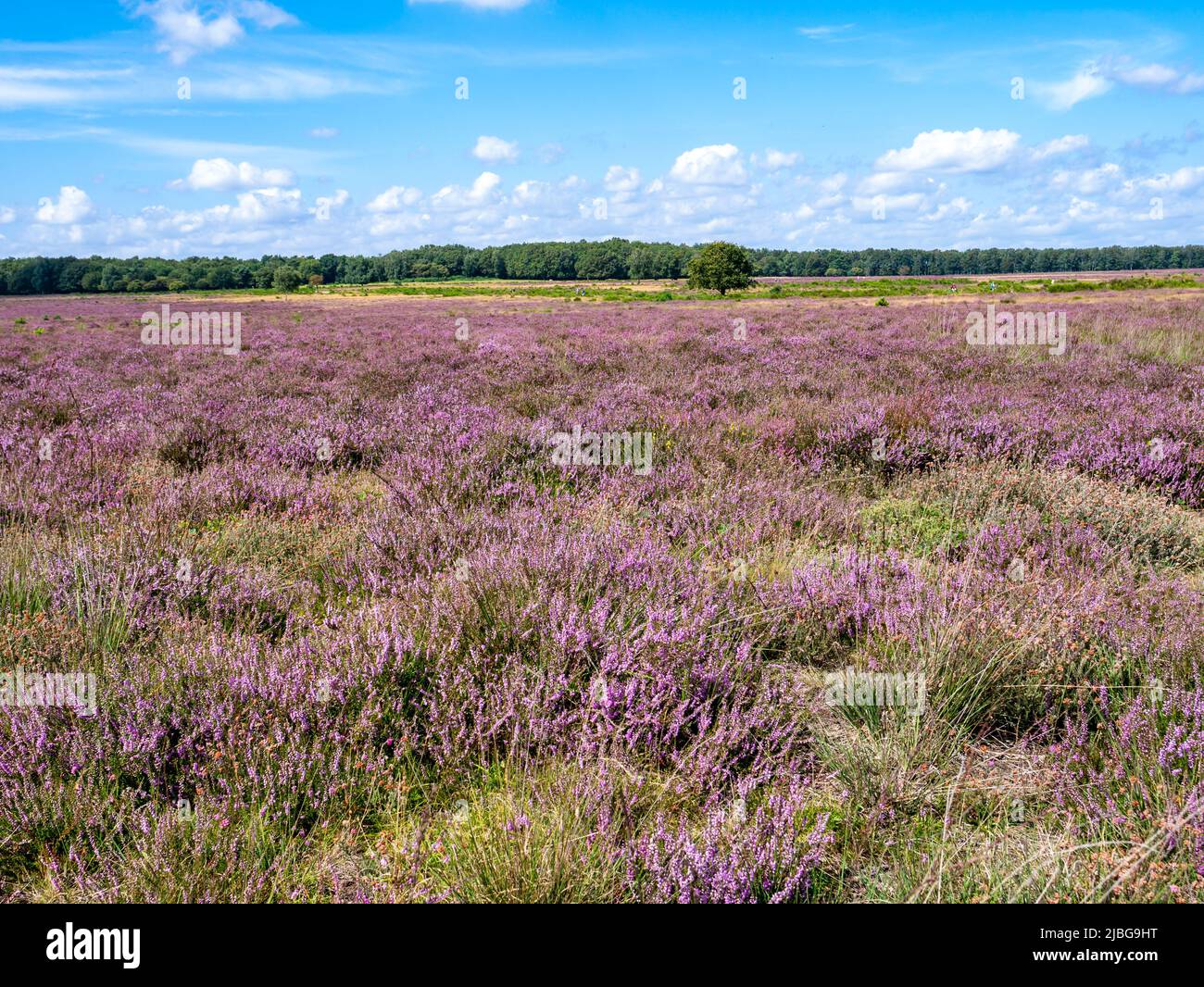 Campo di erica in fiore, brughiera Westerheide a Gooi, Paesi Bassi Foto Stock