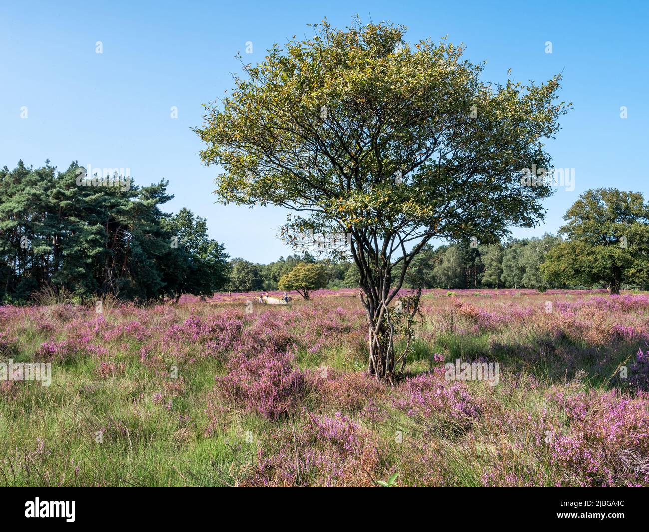 Juneberry, Amelanchier lamarkii, albero e erica in fiore, brughiera Zuiderheide, Gooi, Paesi Bassi Foto Stock