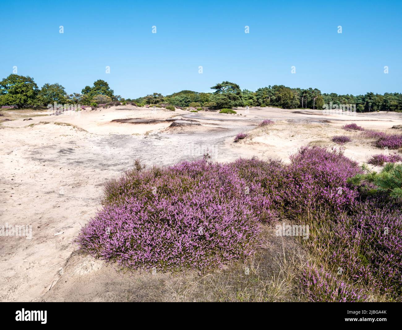 Dune di sabbia e erica in fiore, Heathland Zuiderheide riserva naturale, Gooi, Paesi Bassi Foto Stock