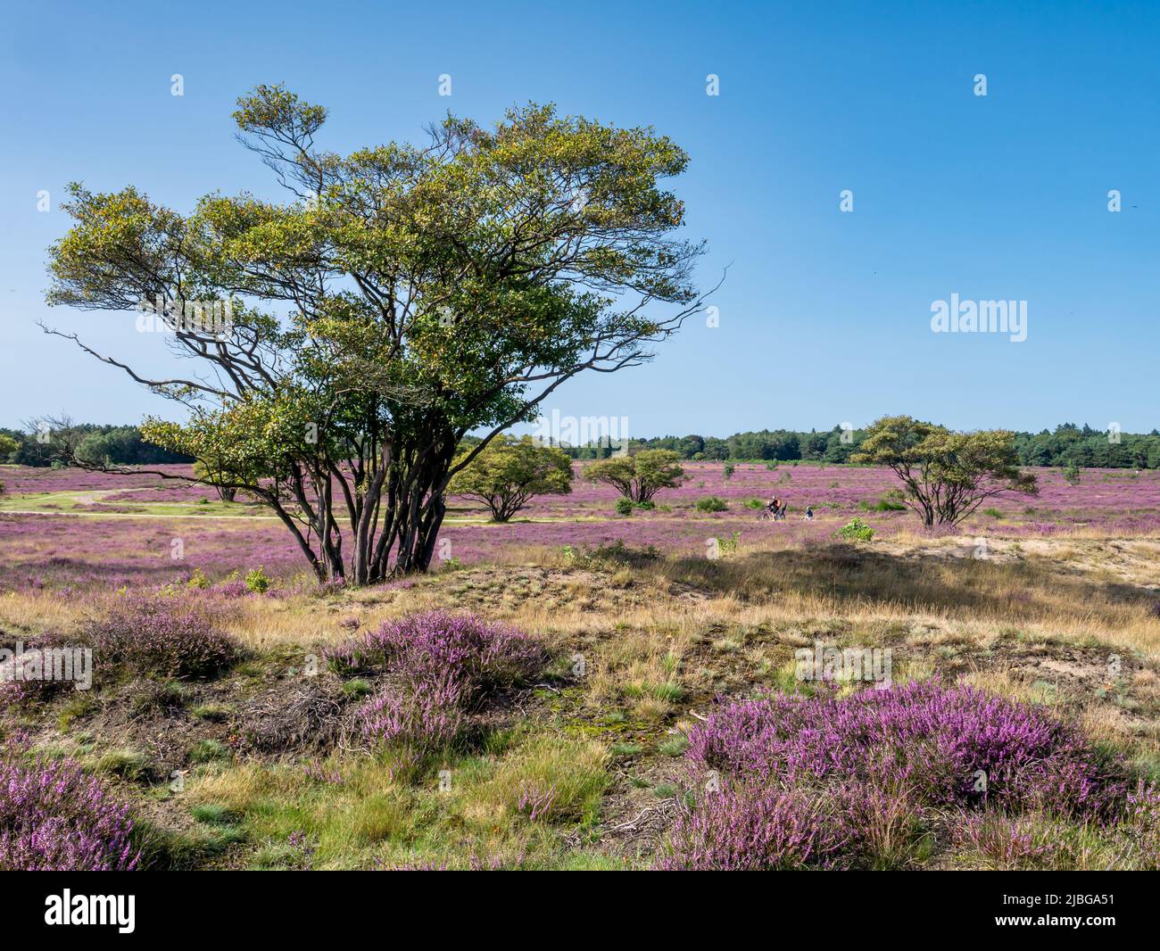 Alberi di Juneberry, Amelanchier Lamarkii in campo di erica fiorita, Zuiderheide Heathland, Gooi, Paesi Bassi Foto Stock