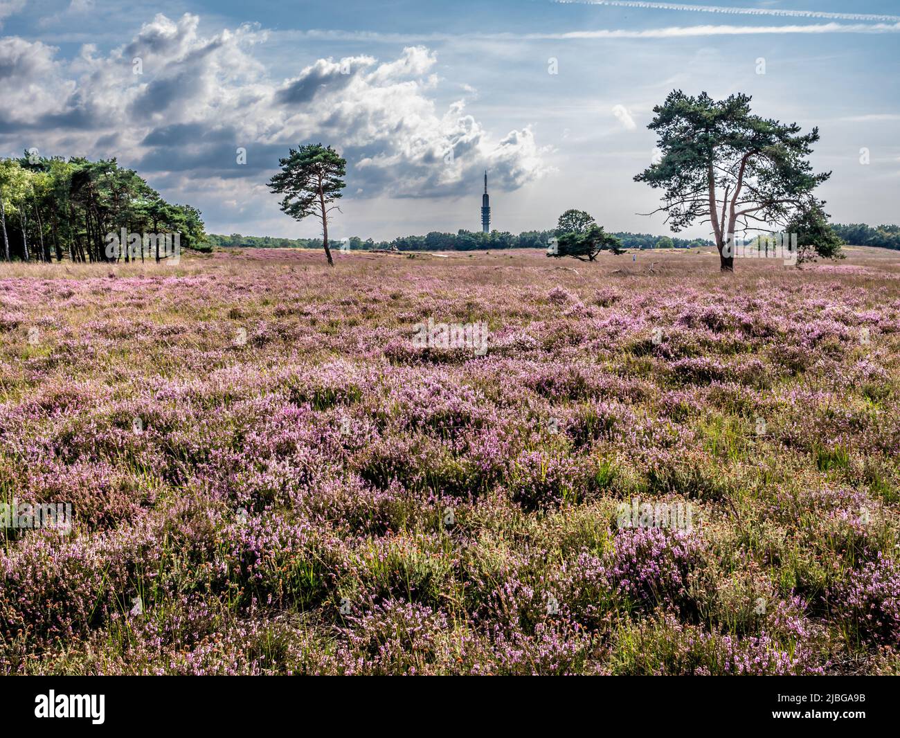 Heather Field in fiore sulla brughiera Westerheide a Gooi vicino Hilversum, Paesi Bassi Foto Stock