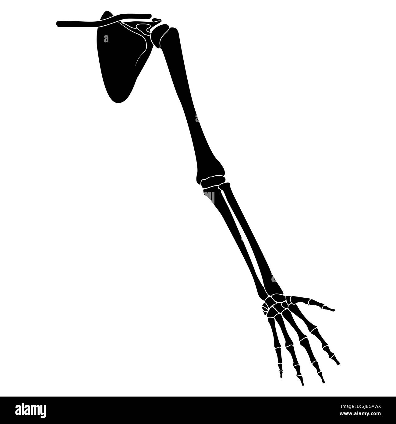 Scheletro braccio umano con spalla cintura silhouette corpo ossa - mani, avambracci, clavicola, scapola vista frontale piatta di colore nero concetto vettoriale di anatomia isolata su sfondo bianco Illustrazione Vettoriale