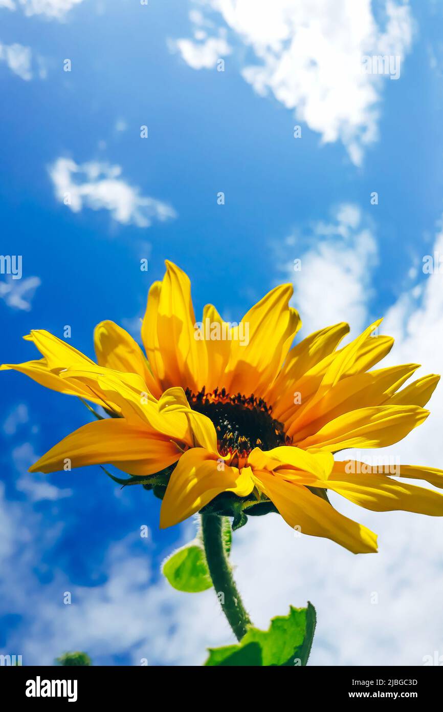 Fiore giallo di girasole contro il cielo blu. Piante in crescita in giardino di casa. Sfondo naturale estivo. Foto Stock