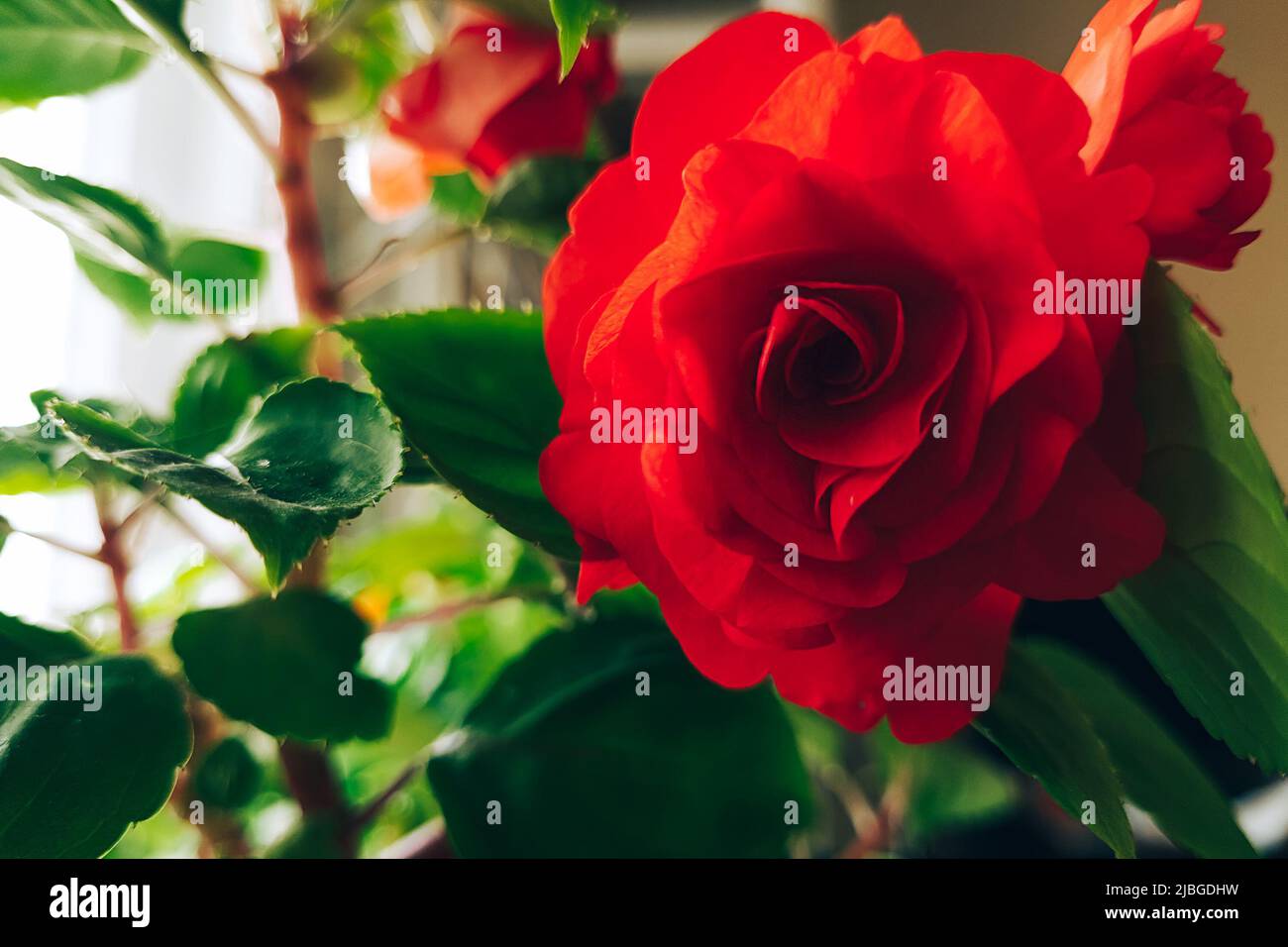 Rosa rossa da vicino. Home fiore Impatiens balsamina. Pianta crescente in pentole. Orticoltura e piante domestiche. Foto Stock