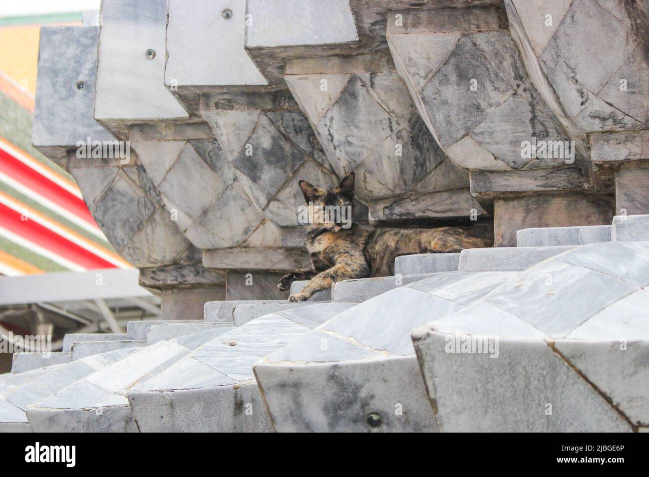 Gatto vagante che guarda allo spettatore nel vecchio tempio a Bagnkok, Thailandia Foto Stock