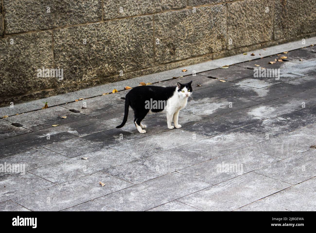 Primo piano immagine di un gatto randagio che guarda lo spettatore in modo bellico sulla strada a Busan, Corea Foto Stock