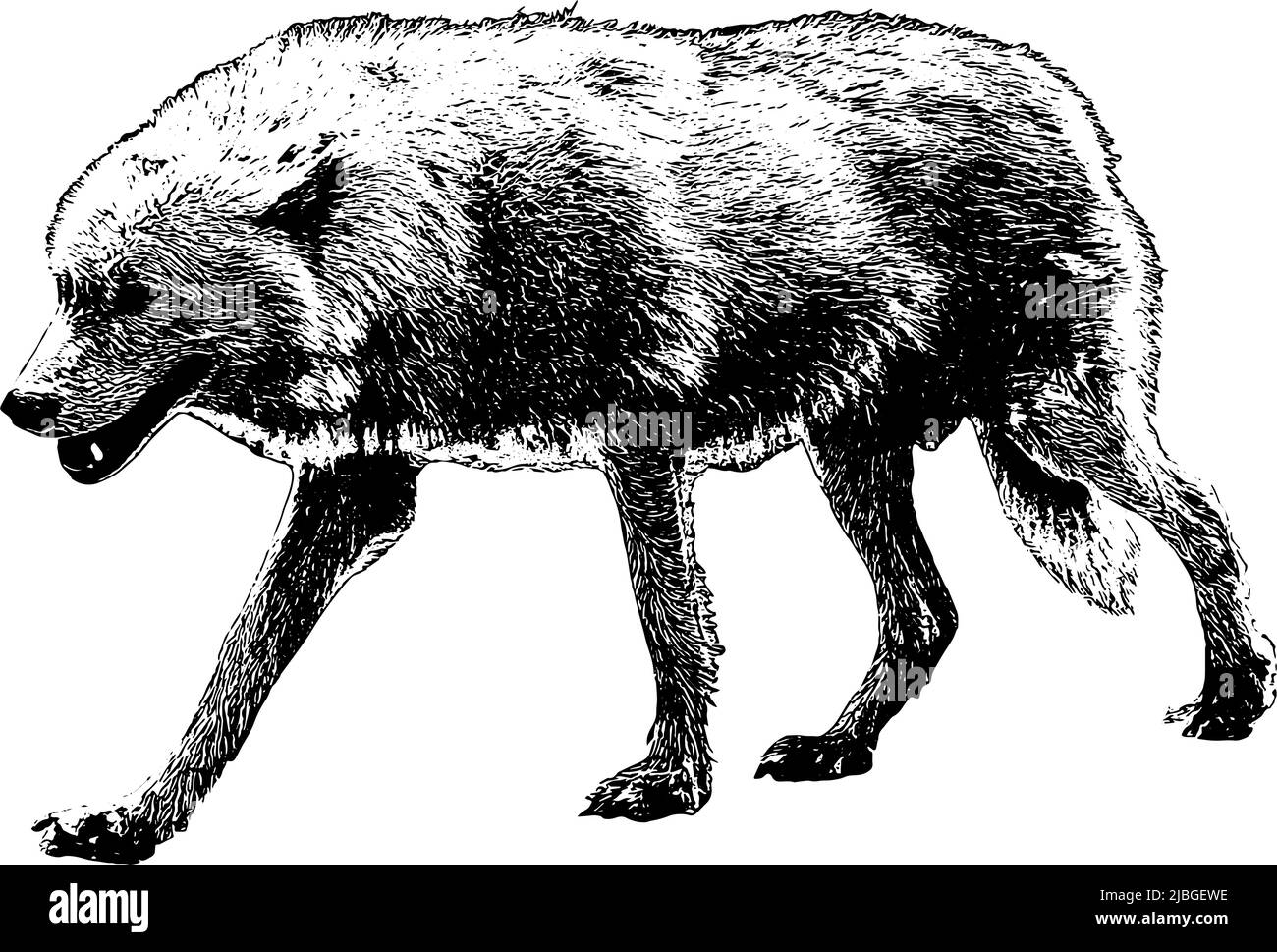 Illustrazione vettoriale dello schizzo Wolf Walking in nero su sfondo bianco Illustrazione Vettoriale