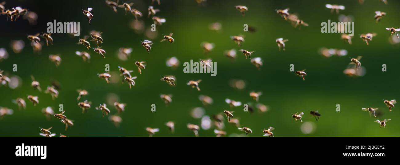 Sciame di api in volo, immagine di sfondo di sciame di api Foto Stock