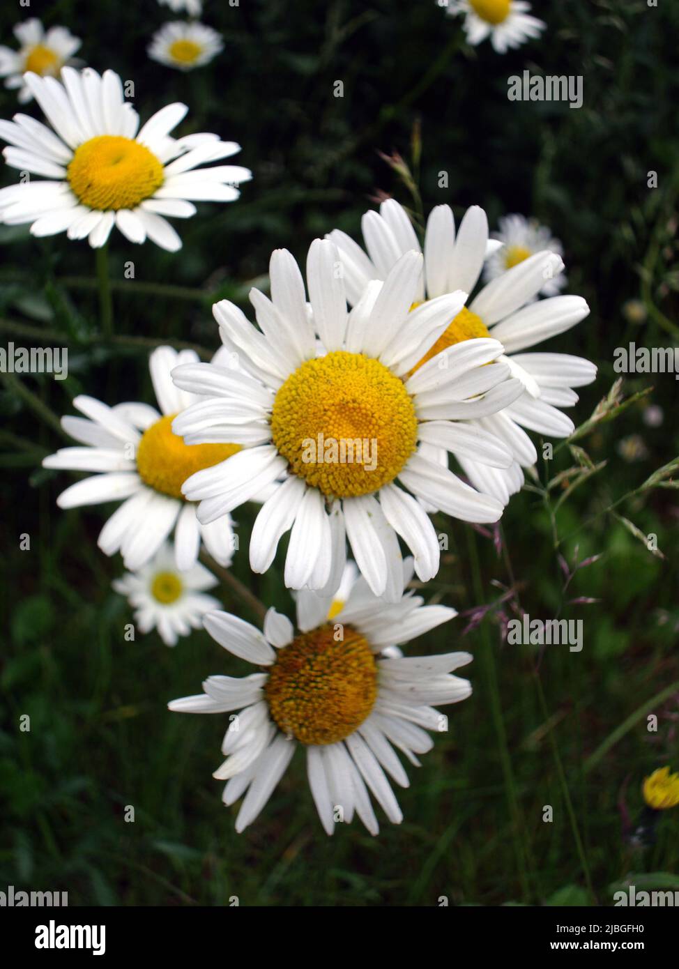 Margherite che scherzano per l'attenzione Foto Stock