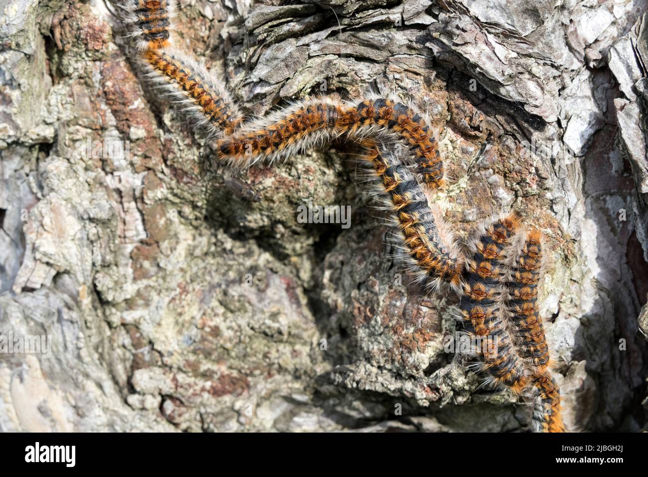 Pine Processionary Moth Caterpillars (Thaumetopoea pityocampa), Bretagna, Francia Foto Stock