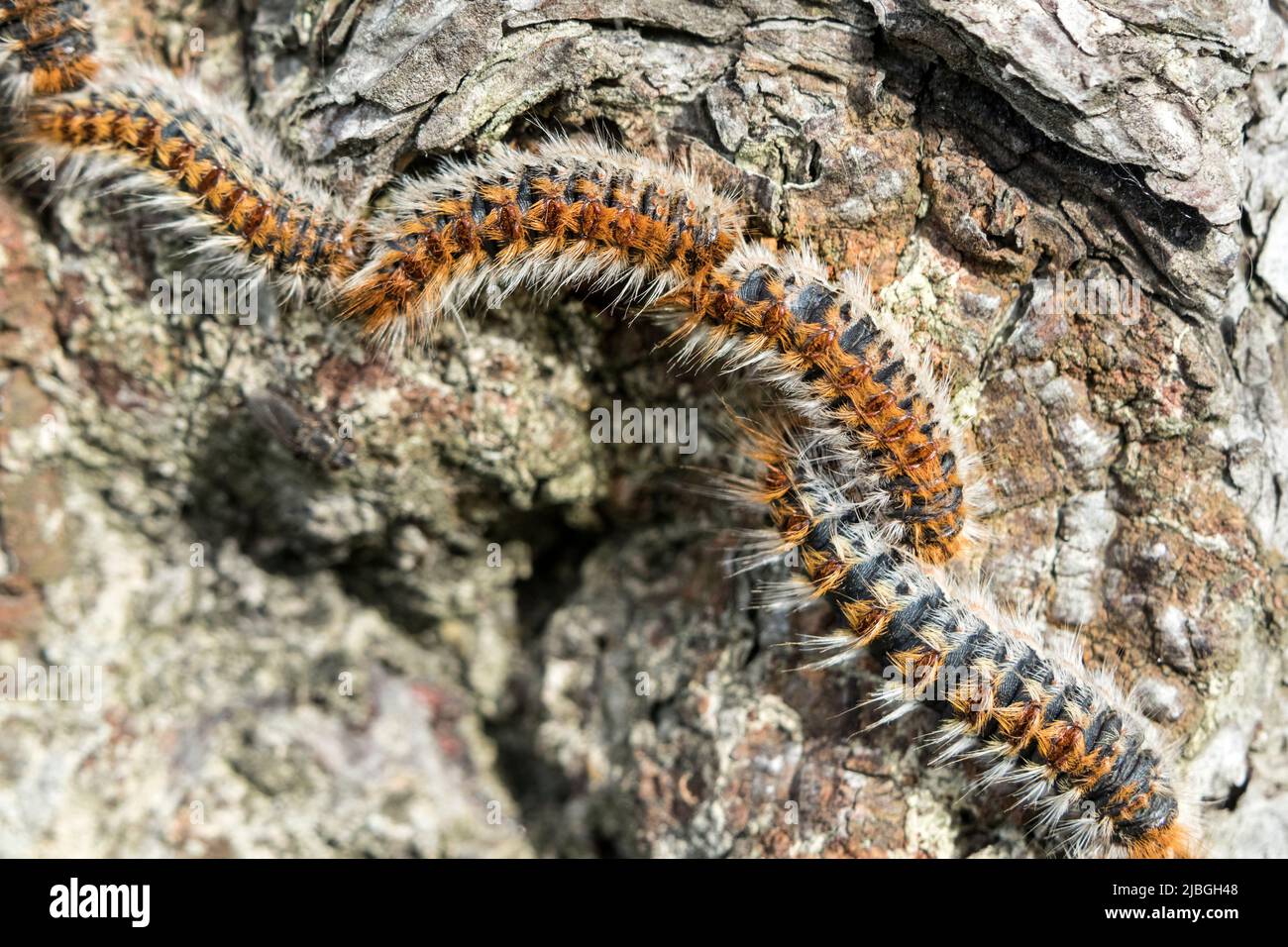 Pine Processionary Moth Caterpillars (Thaumetopoea pityocampa), Bretagna, Francia Foto Stock