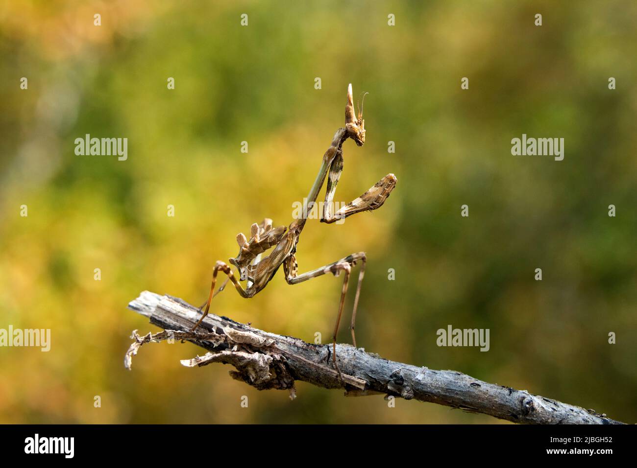 Mantis orante europeo (Mantis religiosa) Dipartimento Lozère, Francia, UE Foto Stock