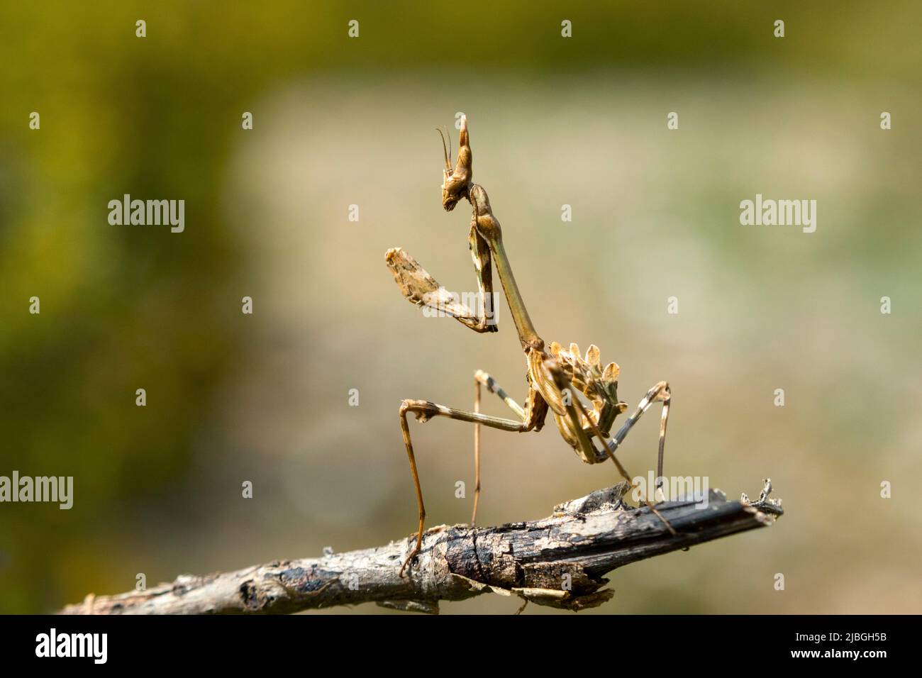 Mantis orante europeo (Mantis religiosa) Dipartimento Lozère, Francia, UE Foto Stock