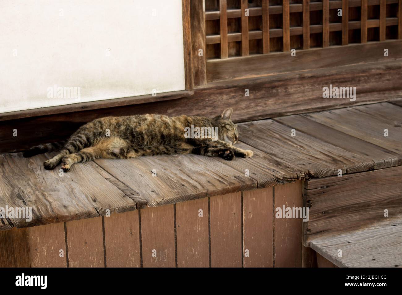 Carino gatto che dorme su engawa (corridoio di legno-pavimento) in vecchio tempio giapponese a Hiroshima, Giappone. Foto Stock