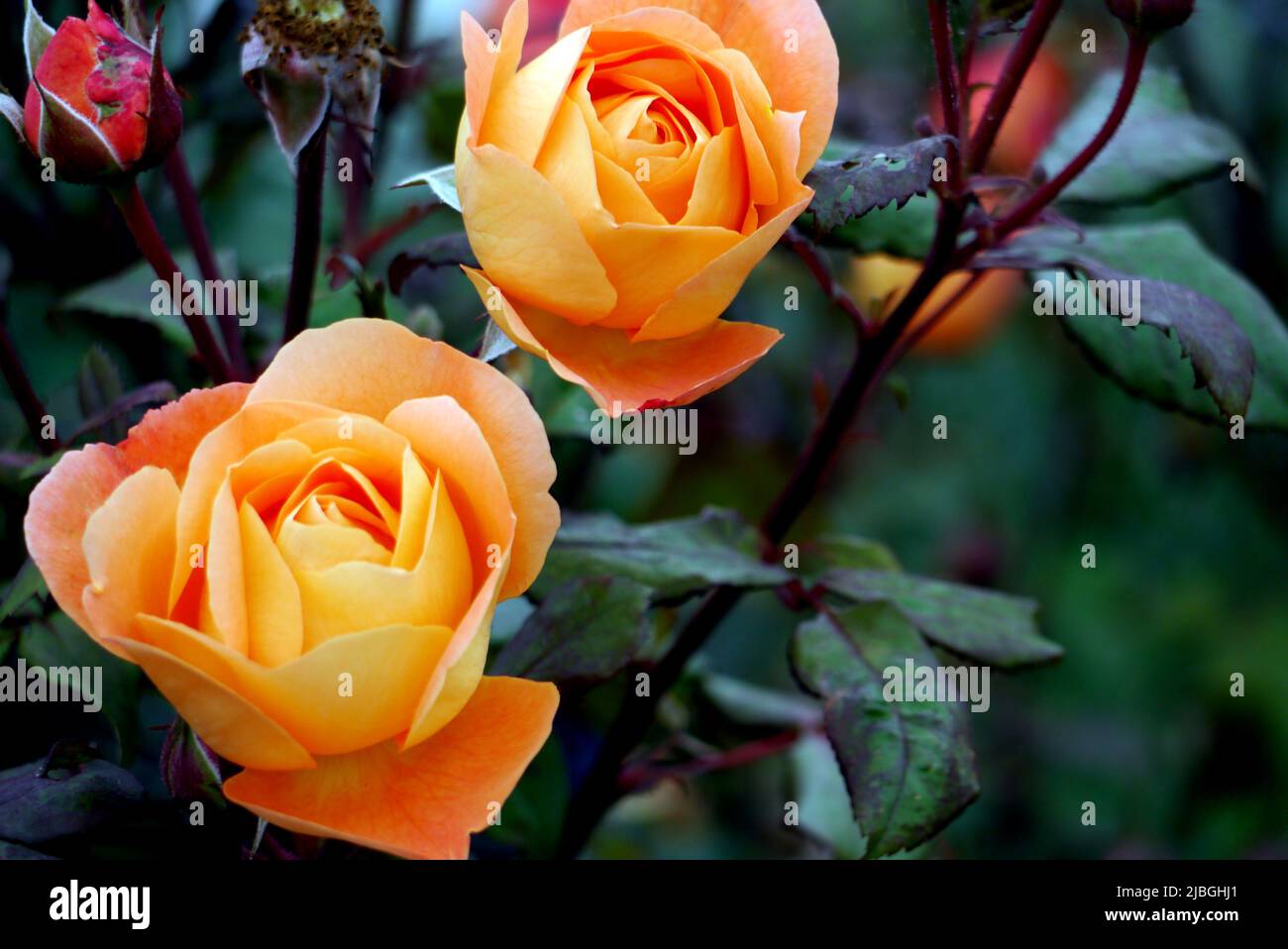 Coppia Orange 'Rosa' (Lady Emma Hamilton) David Austin Rose Flower cresciuto in un confine a RHS Garden Harlow Carr, Harrogate, Yorkshire, Inghilterra, Regno Unito. Foto Stock