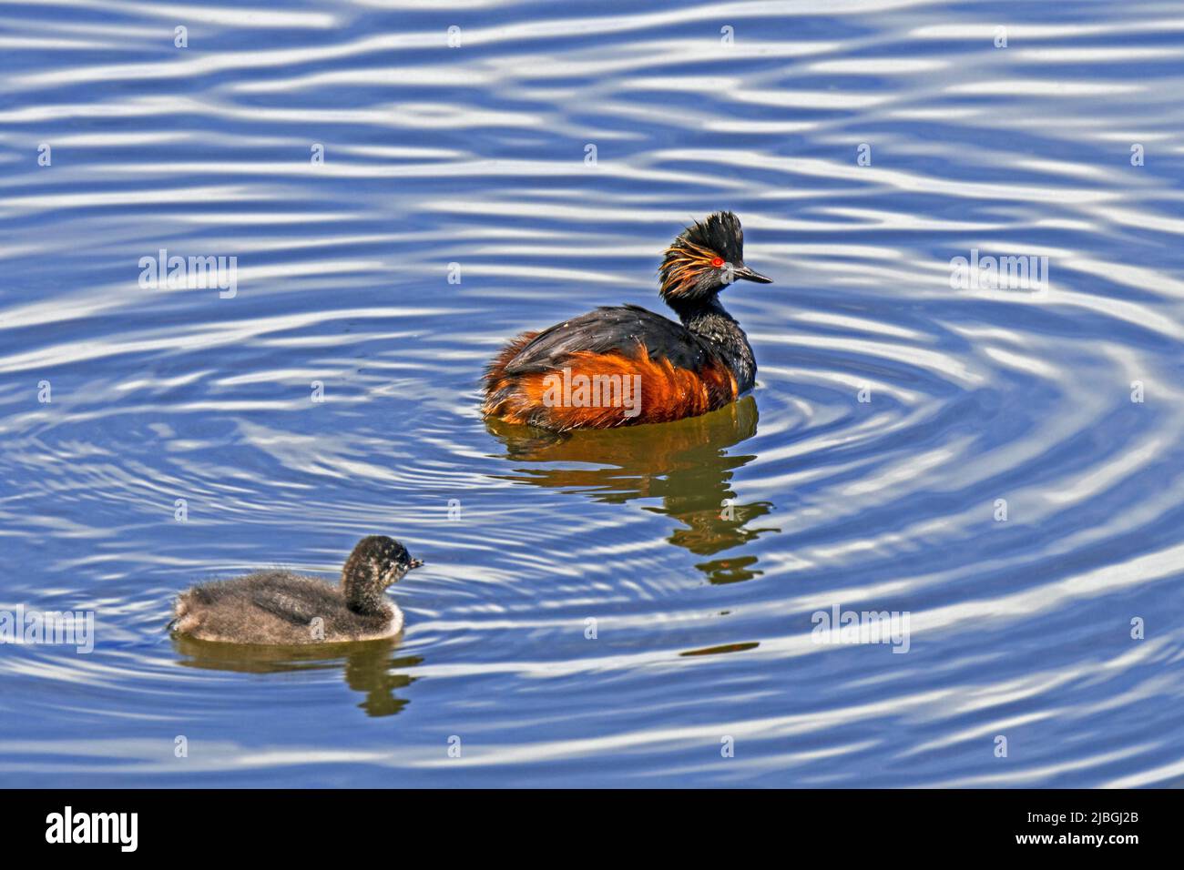 Verdone a collo nero / verdone (Podiceps nigricollis) adulto in piumage allevamento nuoto con il bambino in stagno in primavera Foto Stock