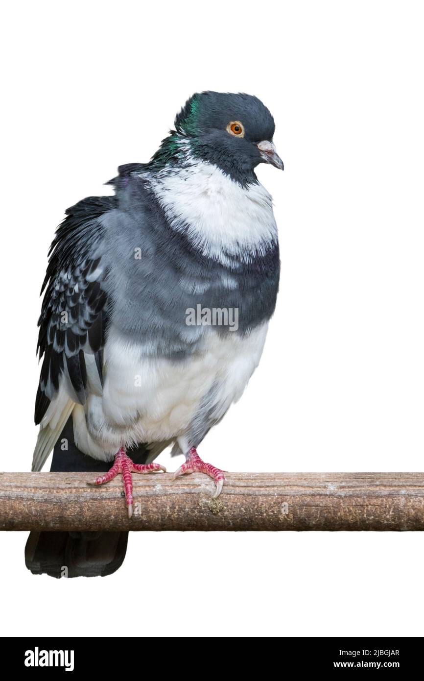 Speelderken / Speelderke piccione, razza di colibrina delle Fiandre, Belgio su sfondo bianco Foto Stock