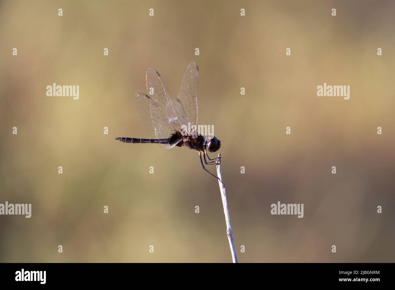 dragonfly su un bastone con uno sfondo marrone venato naturale Foto Stock