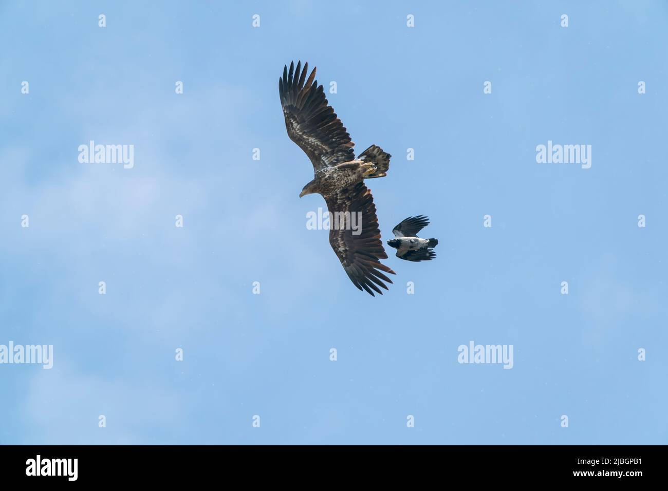 Aquila dalla coda bianca, albicilla di Haliaeetus, singolo uccello immaturo che è inseguito da corvo uncinico, Corvus cornix, delta del Danubio, Romania Foto Stock