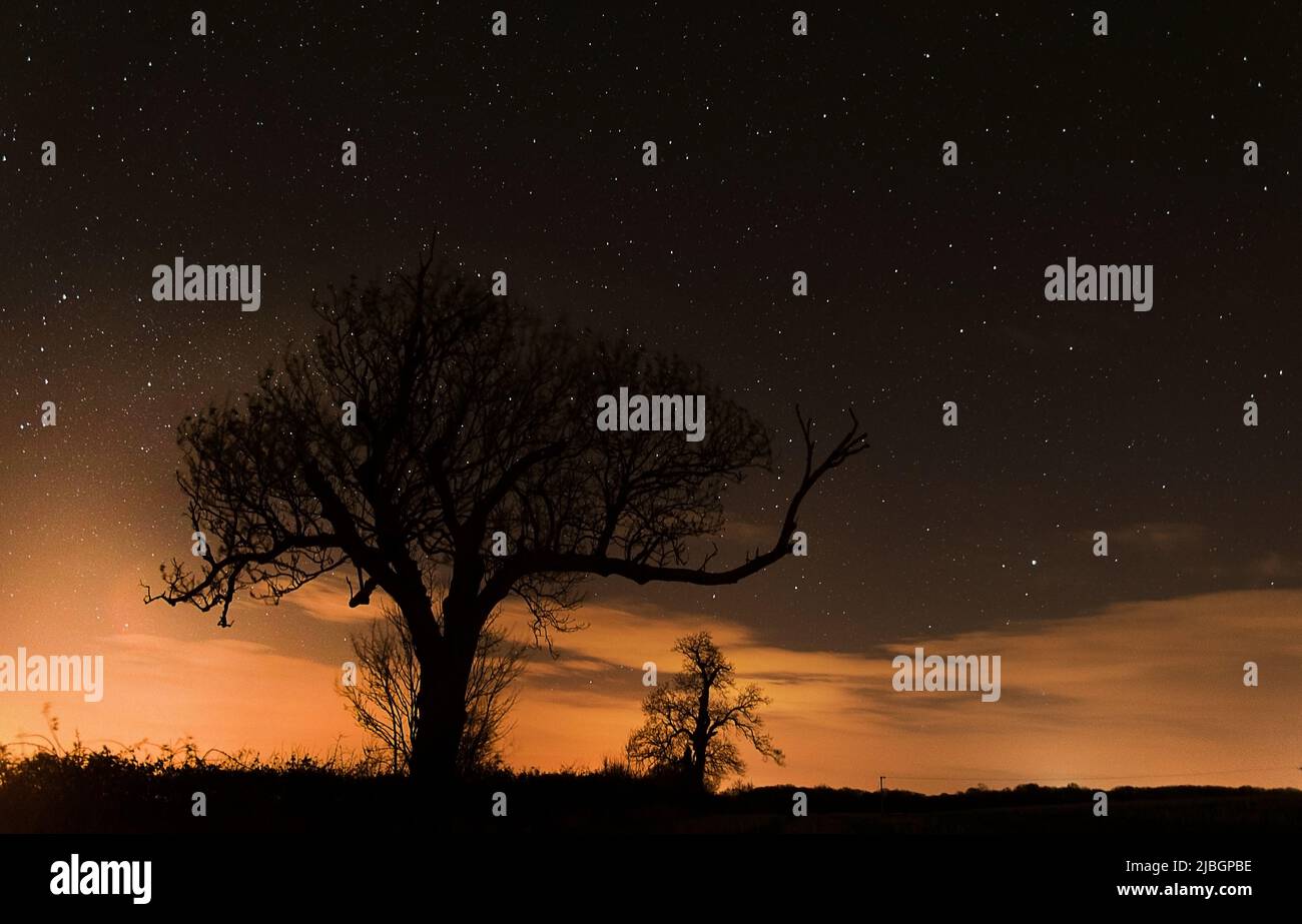 cielo notturno nero con stelle e colori arancio scuro con un albero in primo piano. profilo della silhouette di un altro albero più indietro. carta da parati notturna Foto Stock