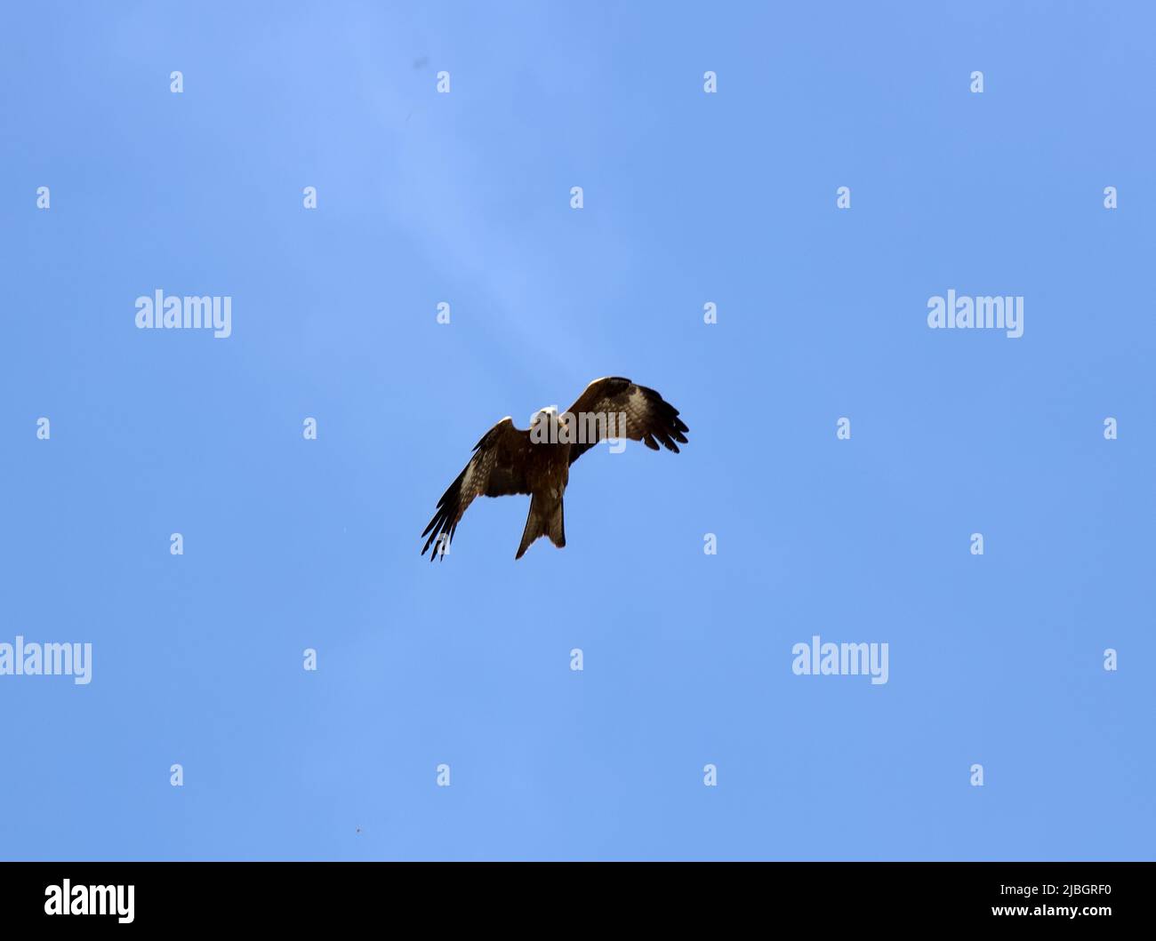 Kite paria (Milvus migrans govinda) su un volo di ricerca. India Foto Stock