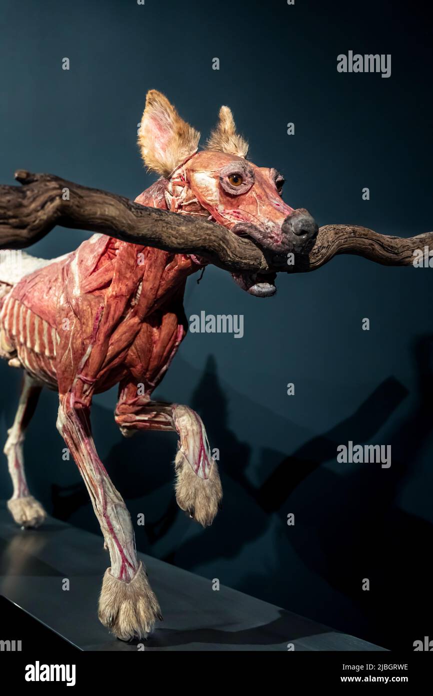 Modello di cane per lo studio dell'anatomia dei muscoli. Foto Stock