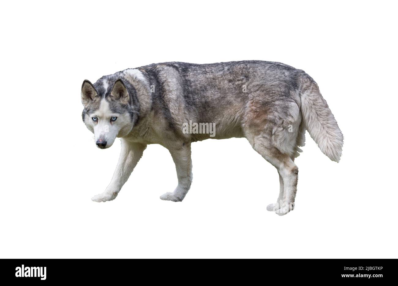 Cane Husky siberiano isolato grigio su sfondo bianco Foto Stock