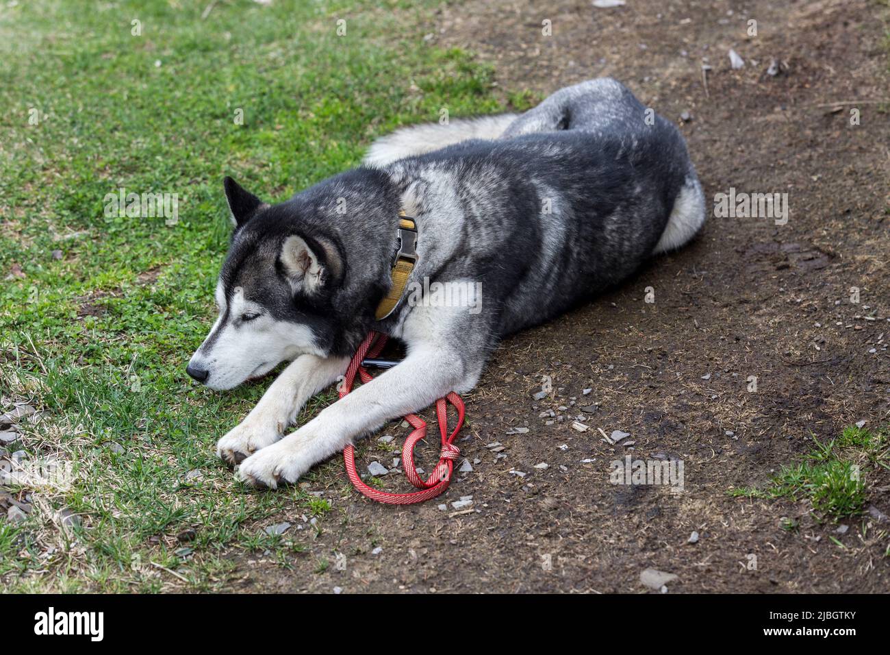 Cane Husky Siberiano grigio che posa sull'erba nei boschi Foto Stock