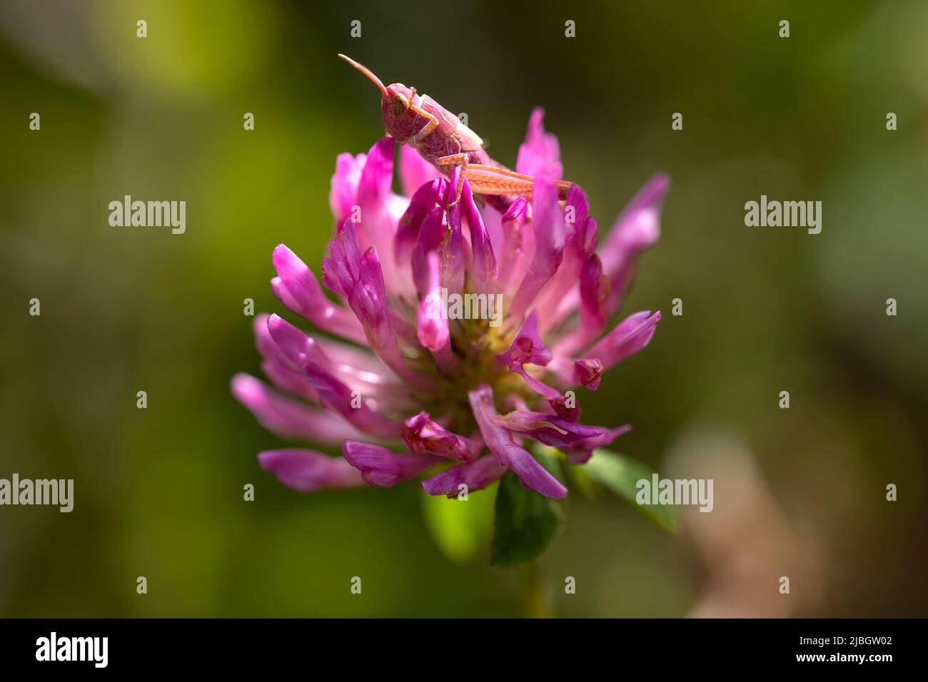 immagine orizzontale di una cavalletta rosa con eritema mimetizzata in un fiore rosa. Fotografia macro con spazio per la copia. Fauna selvatica rara Foto Stock