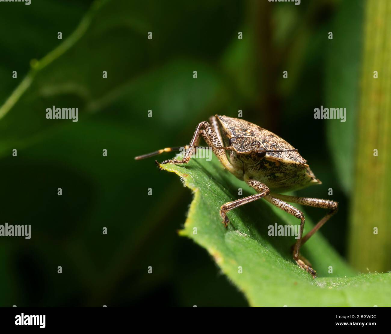 Rhaphigaster nebulosa Foto Stock