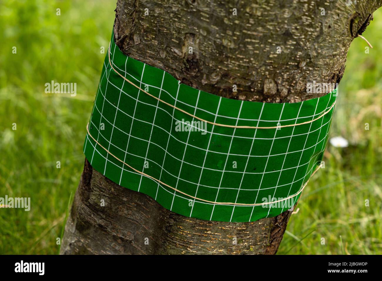 Anello di colla contro insetti intorno ad un albero Foto Stock