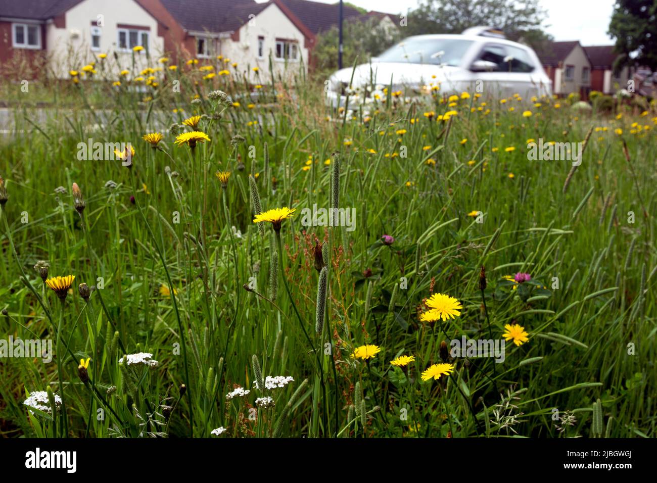Urban wildflower turf Road side verge, Warwick, Regno Unito Foto Stock