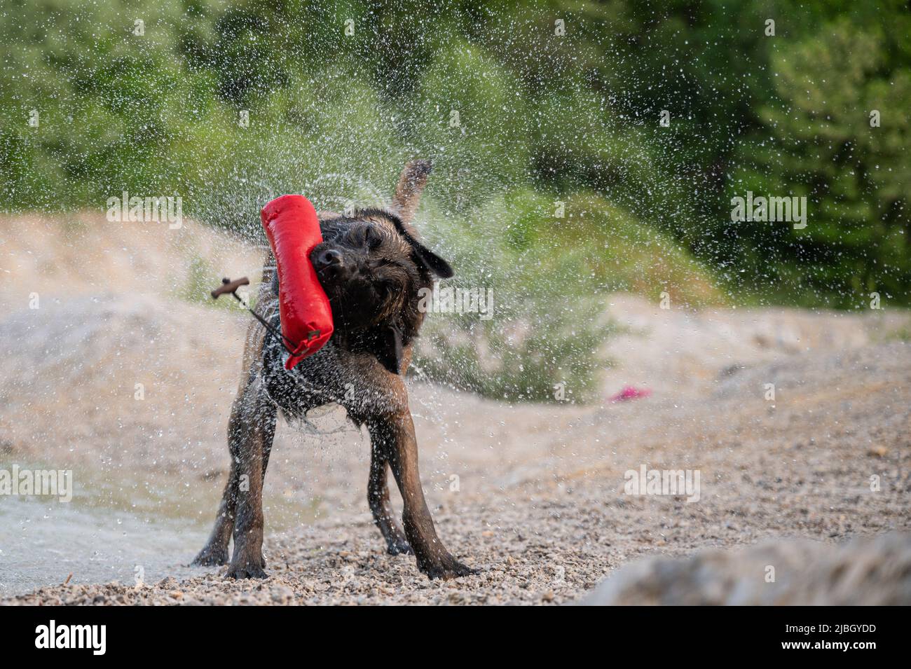 Bagnare il cane pastore belga malinois tenendo un giocattolo in bocca scuotendo e spruzzando l'acqua in piedi accanto al lago. Foto Stock