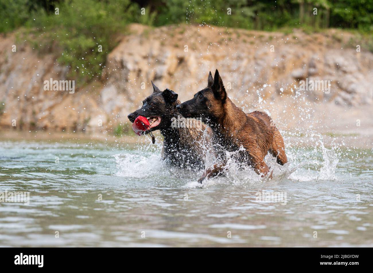 Due cani pastorelli belgi malinois che giocano in acqua. Foto Stock