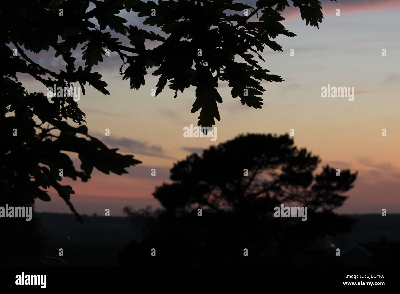 Silhouette nera di foglie di quercia al crepuscolo contro un tramonto color arcobaleno. Cielo sfumato arcobaleno con nuvole rosa e viola Foto Stock