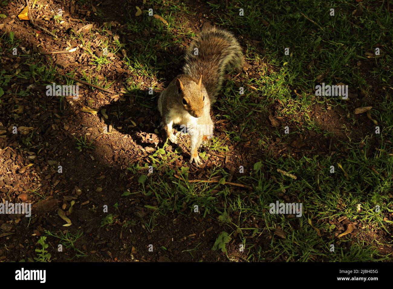 Un grazioso scoiattolo illuminato dal sole a Sandford Park, Cheltenham, Inghilterra Foto Stock
