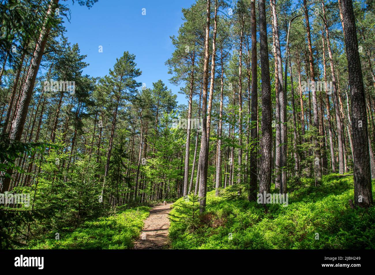 Erlebnisweg Heinrichs, un percorso escursionistico nel Waldviertel - nella foresta Foto Stock