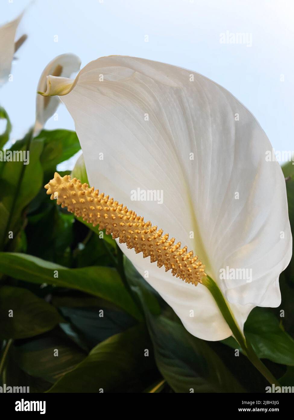 Un giglio di pace, genere Spathiphyllum Foto Stock
