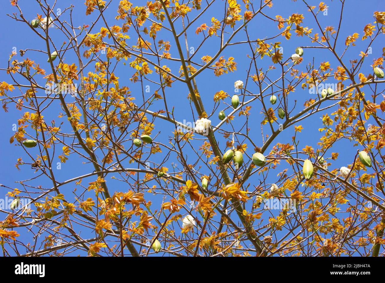 L'albero di baobab ha prodotto bellissimi frutti. Foto Stock