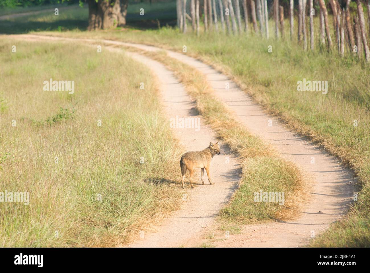Golden Jackal in piedi lungo un percorso in un parco nazionale in India Foto Stock
