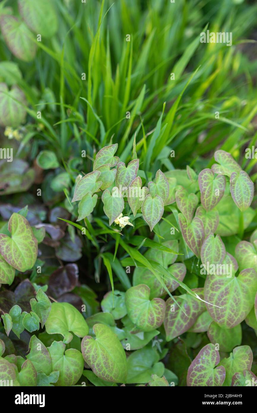 Epimedium x versicolor 'Sulphureum' mostrando nuovo balzo primavera bronzo colorato fogliame, contro fogliame di Hakonechloa macra, piantatura di copertura di terra combinazione Foto Stock