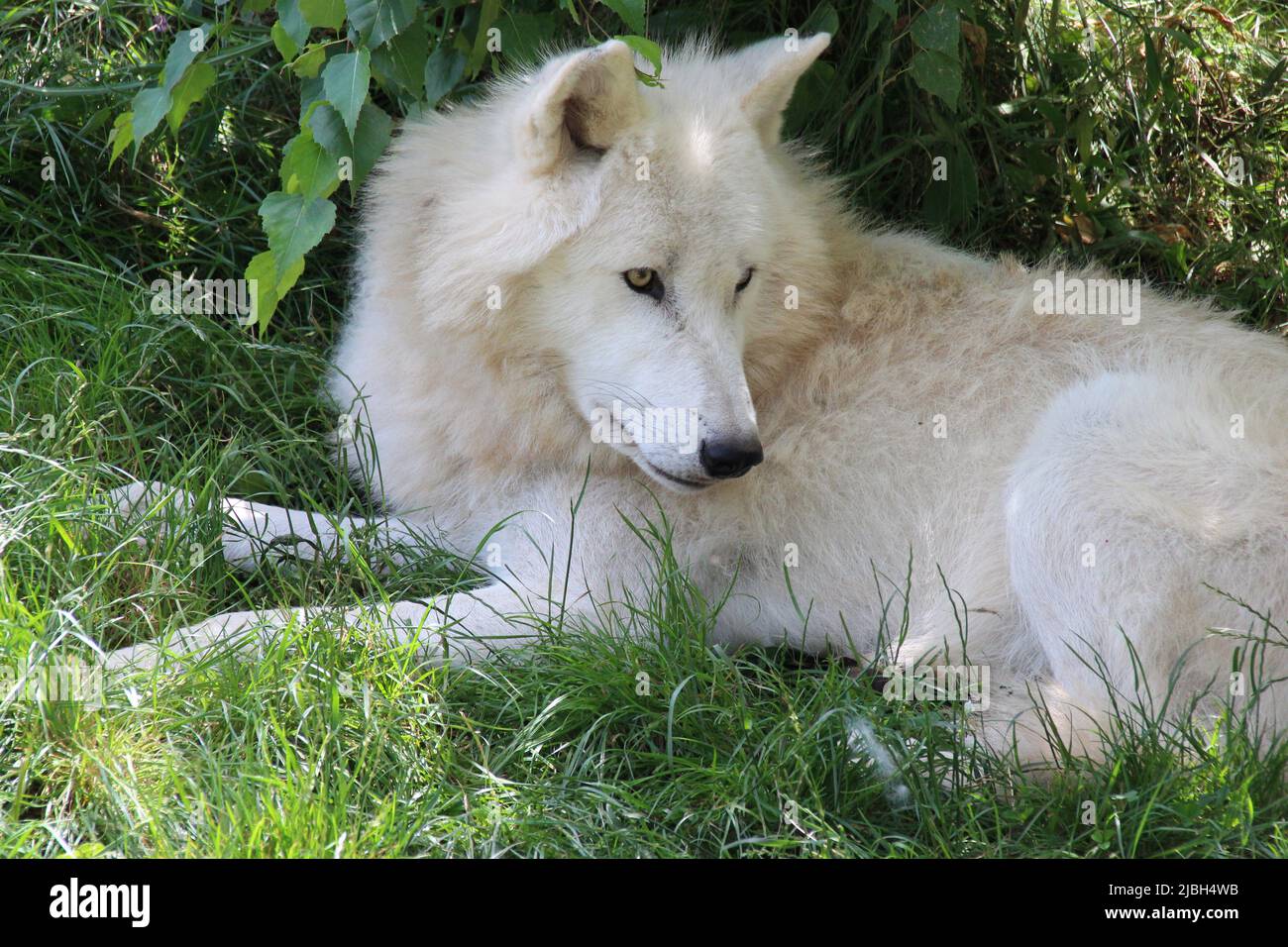lupo artico in uno zoo in francia Foto Stock