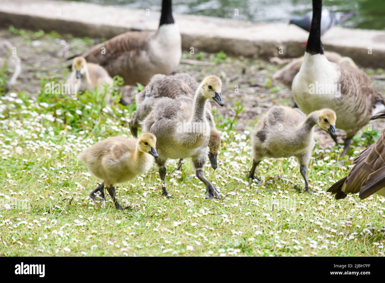 I pulcini d'oca o le imbragature si nutrono sulla riva del fiume protetta da oche adulte Foto Stock