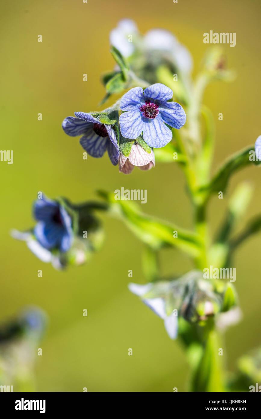 Cynoglossum creticum, la lingua del cane blu, è una pianta della famiglia Boraginaceae. Foto Stock