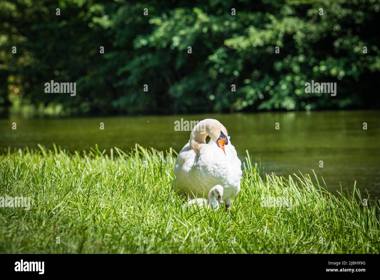 I castelli di Laxenburg si trovano nel comune di Laxenburg nella bassa Austria nel parco del castello è il vecchio castello e il Franzensburg Foto Stock