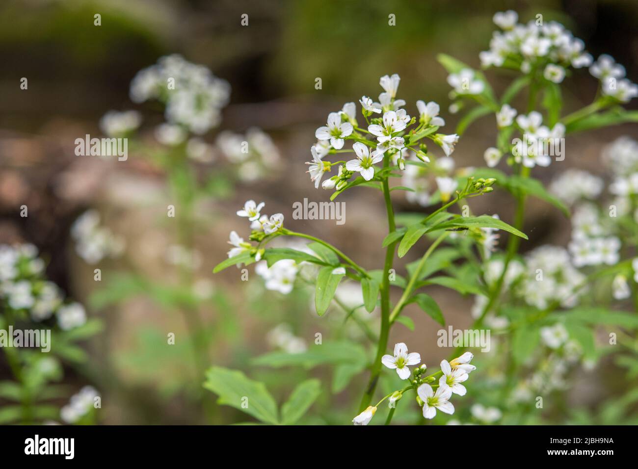 La cardinamina amara, conosciuta come grande crisia amara, è una specie di pianta fiorita della famiglia Brassicaceae. Foto Stock