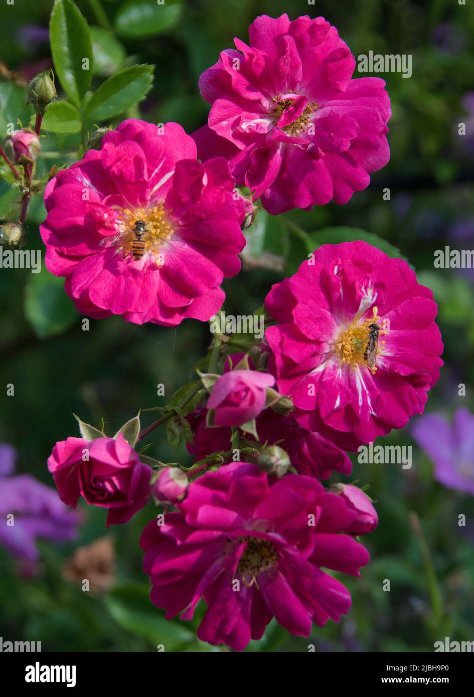 Rosa 'Dorothy Perkins' attrae delle mosche di hover impollinanti. Foto Stock