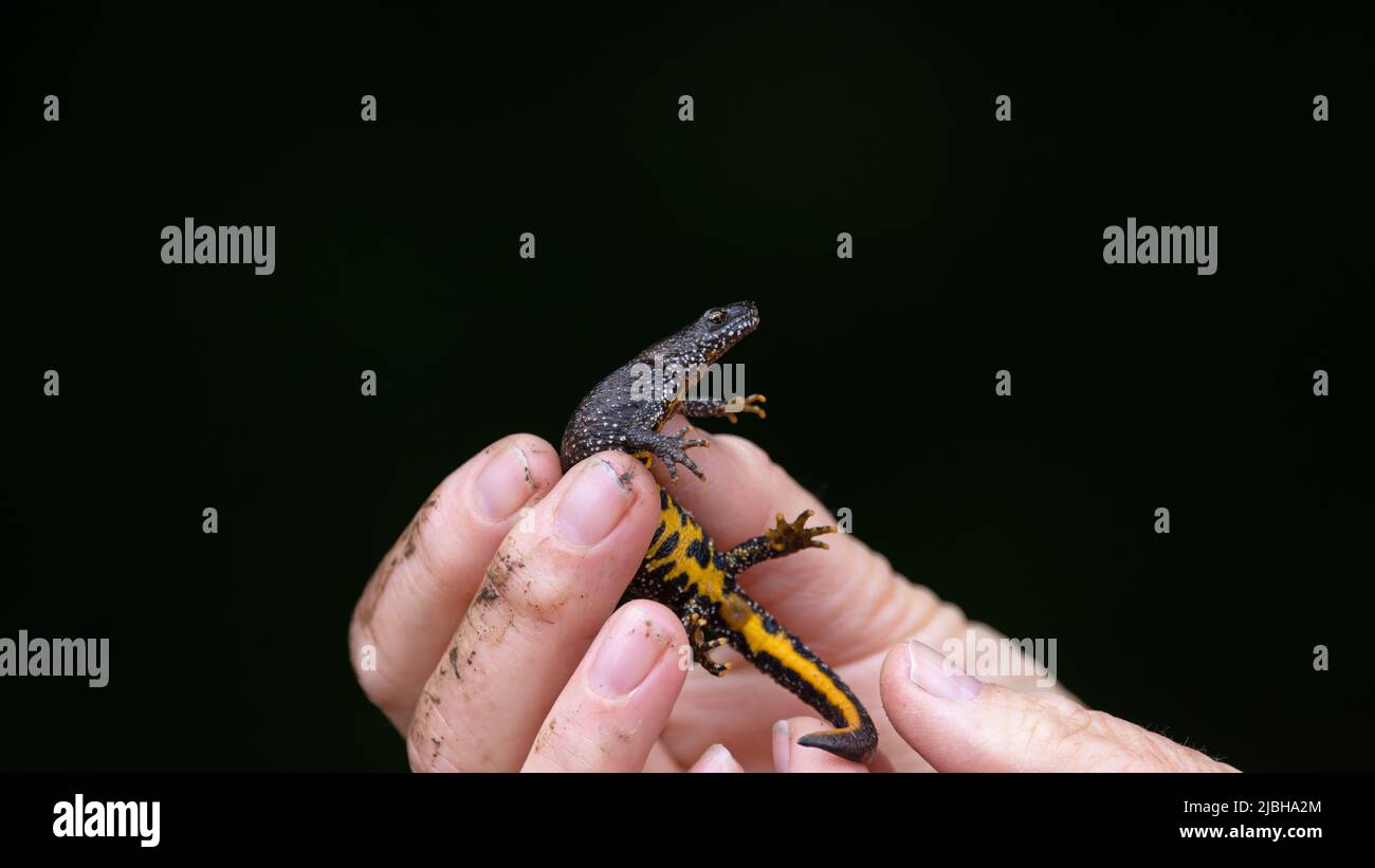 Great Crested Newt (Triturus cristatus) in The Hand survey Somerset GB UK May 2022 Foto Stock