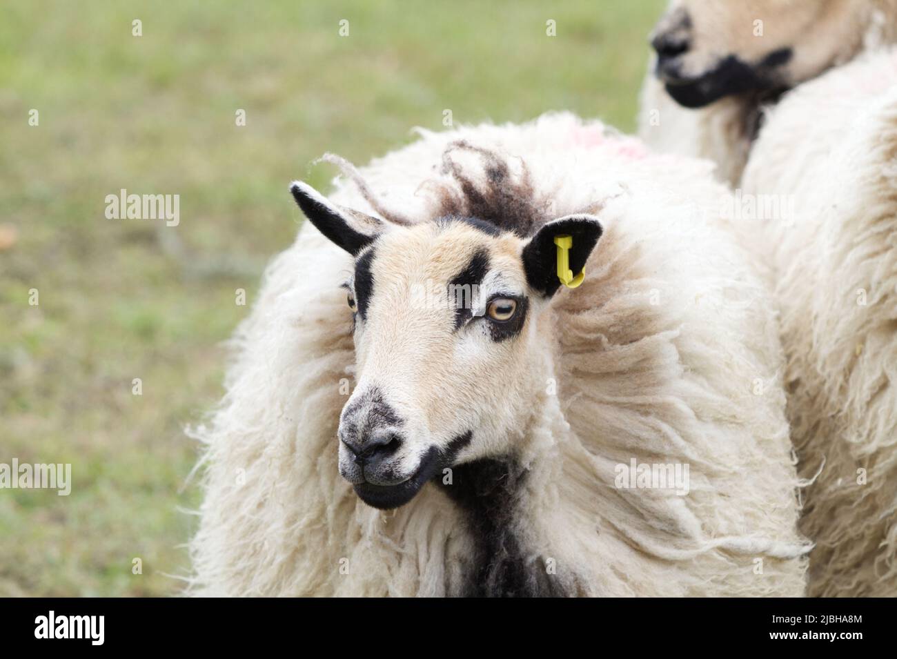 Badger Face Welsh Mountain Sheep Torddu tipo in mostra al Suffolk Show 2022 al Trinity Park, Ipswich Foto Stock