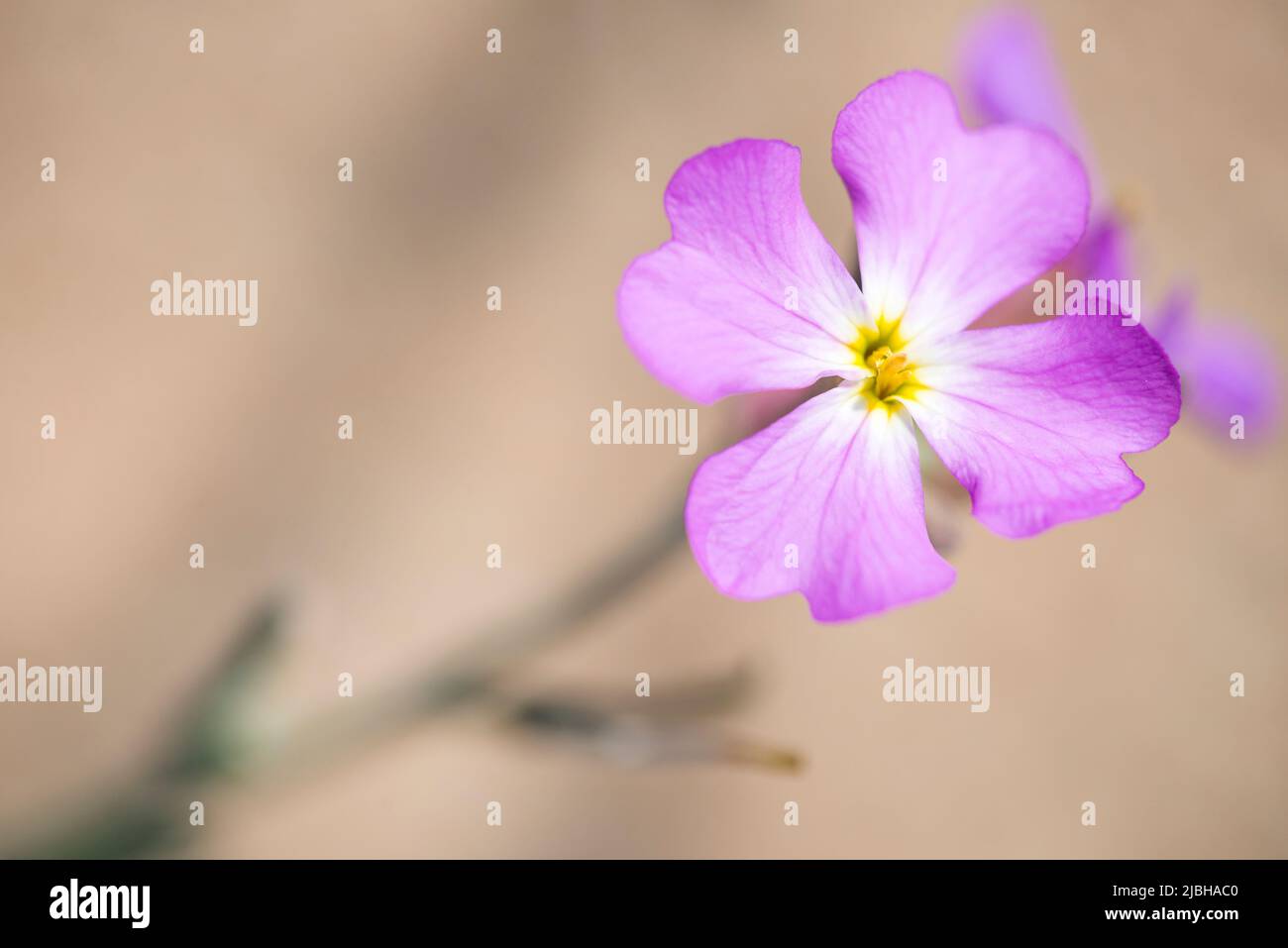 Stock di sabbia (Malcolmia littorea) Foto Stock